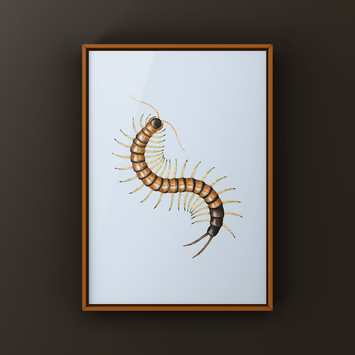 Giant Desert Centipede Art Print (Scolopendra heros "Madrean Banded") from The Silk Ranch