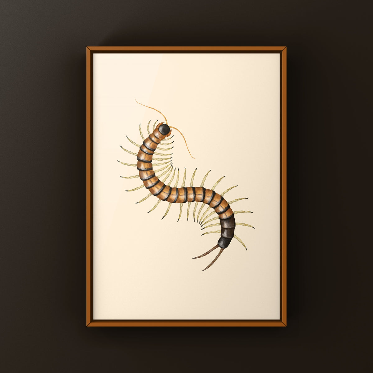 Giant Desert Centipede Art Print (Scolopendra heros "Madrean Banded") from The Silk Ranch