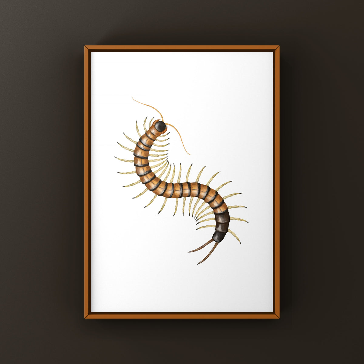 Giant Desert Centipede Art Print (Scolopendra heros "Madrean Banded") from The Silk Ranch