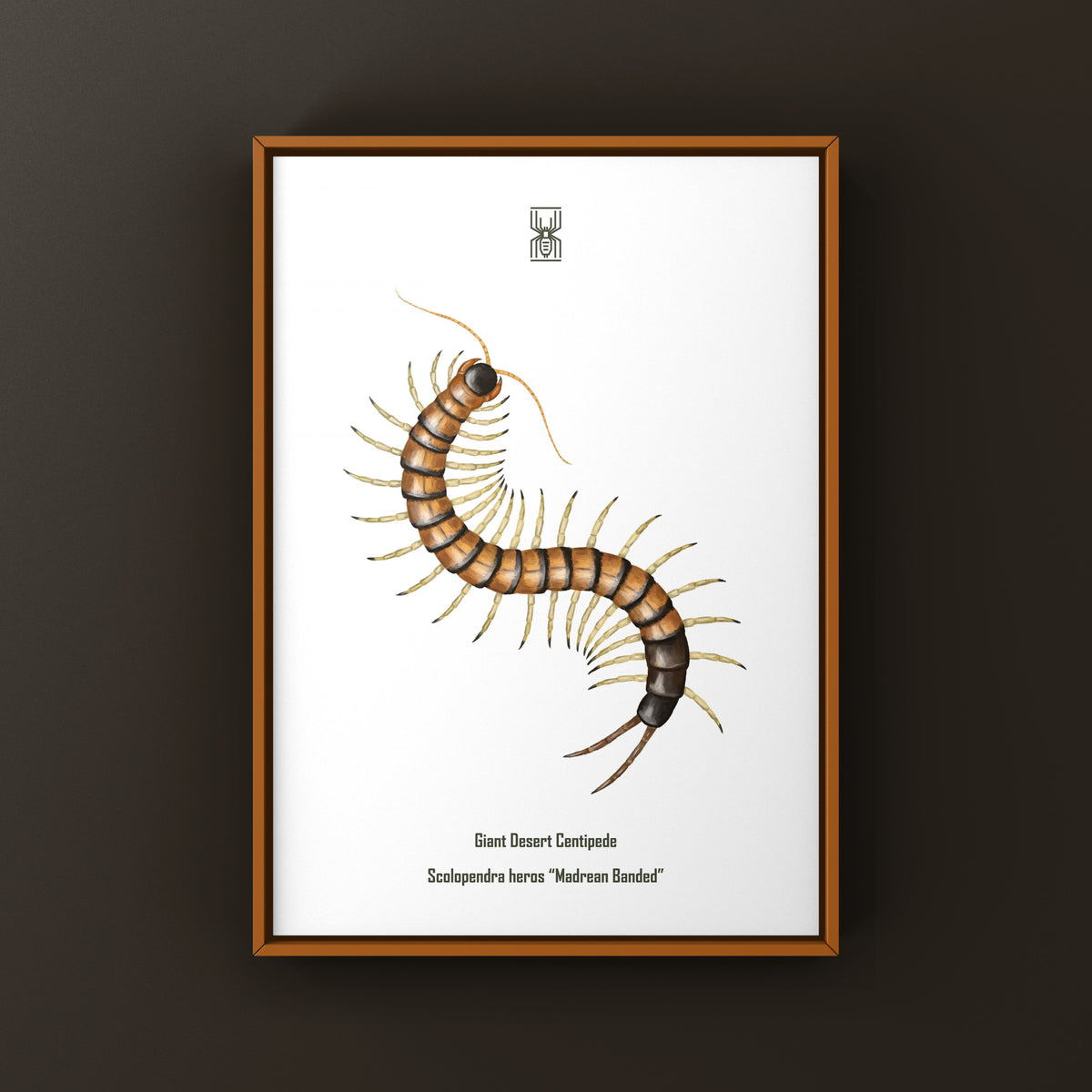 Giant Desert Centipede Art Print (Scolopendra heros "Madrean Banded") from The Silk Ranch