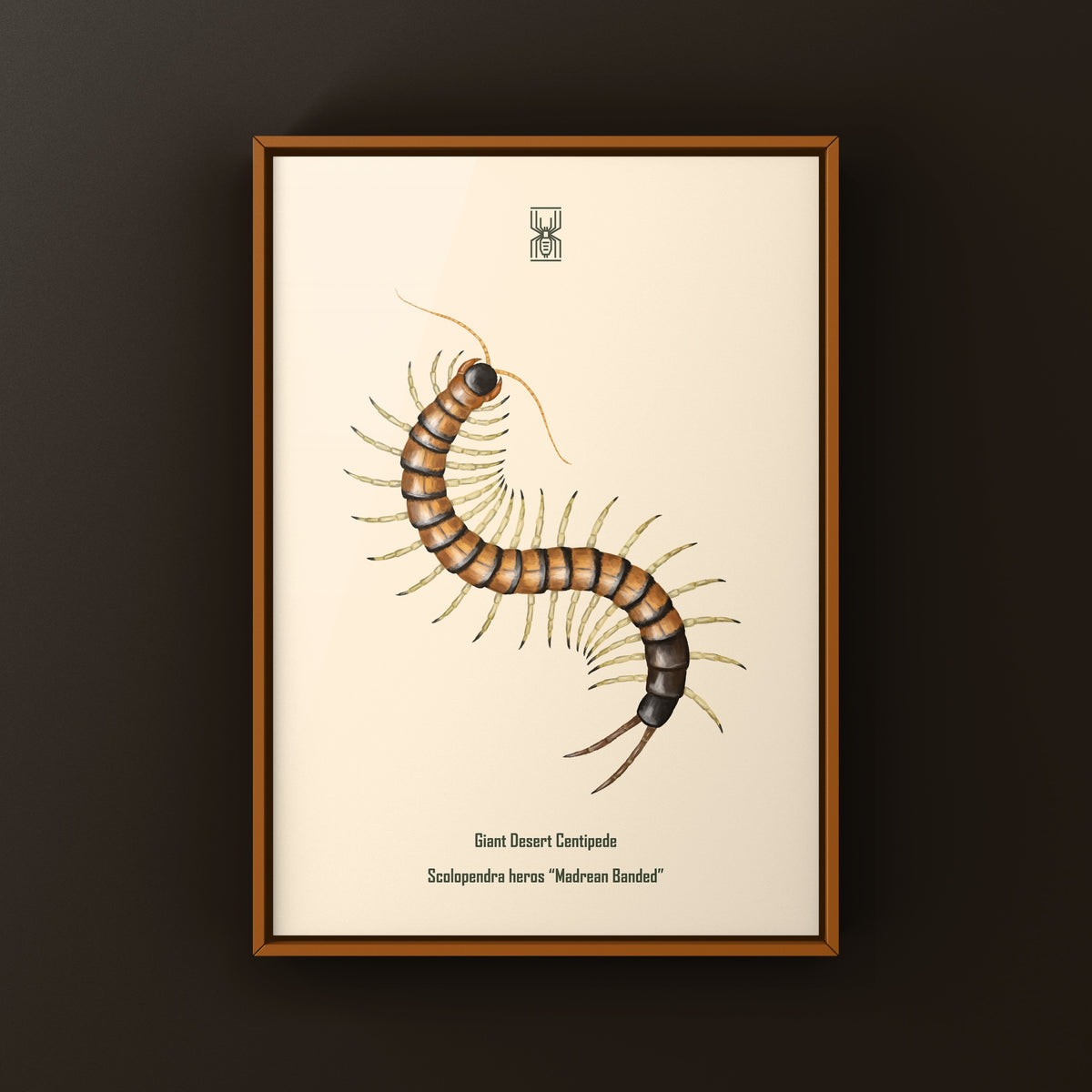 Giant Desert Centipede Art Print (Scolopendra heros "Madrean Banded") from The Silk Ranch