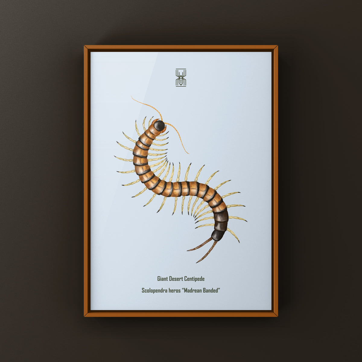 Giant Desert Centipede Art Print (Scolopendra heros "Madrean Banded") from The Silk Ranch