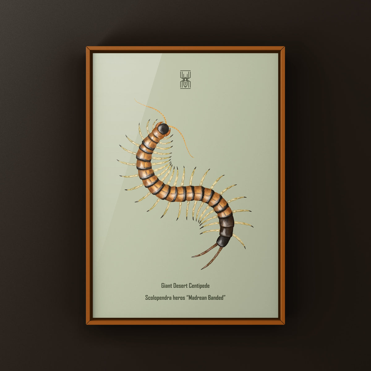 Giant Desert Centipede Art Print (Scolopendra heros "Madrean Banded") from The Silk Ranch