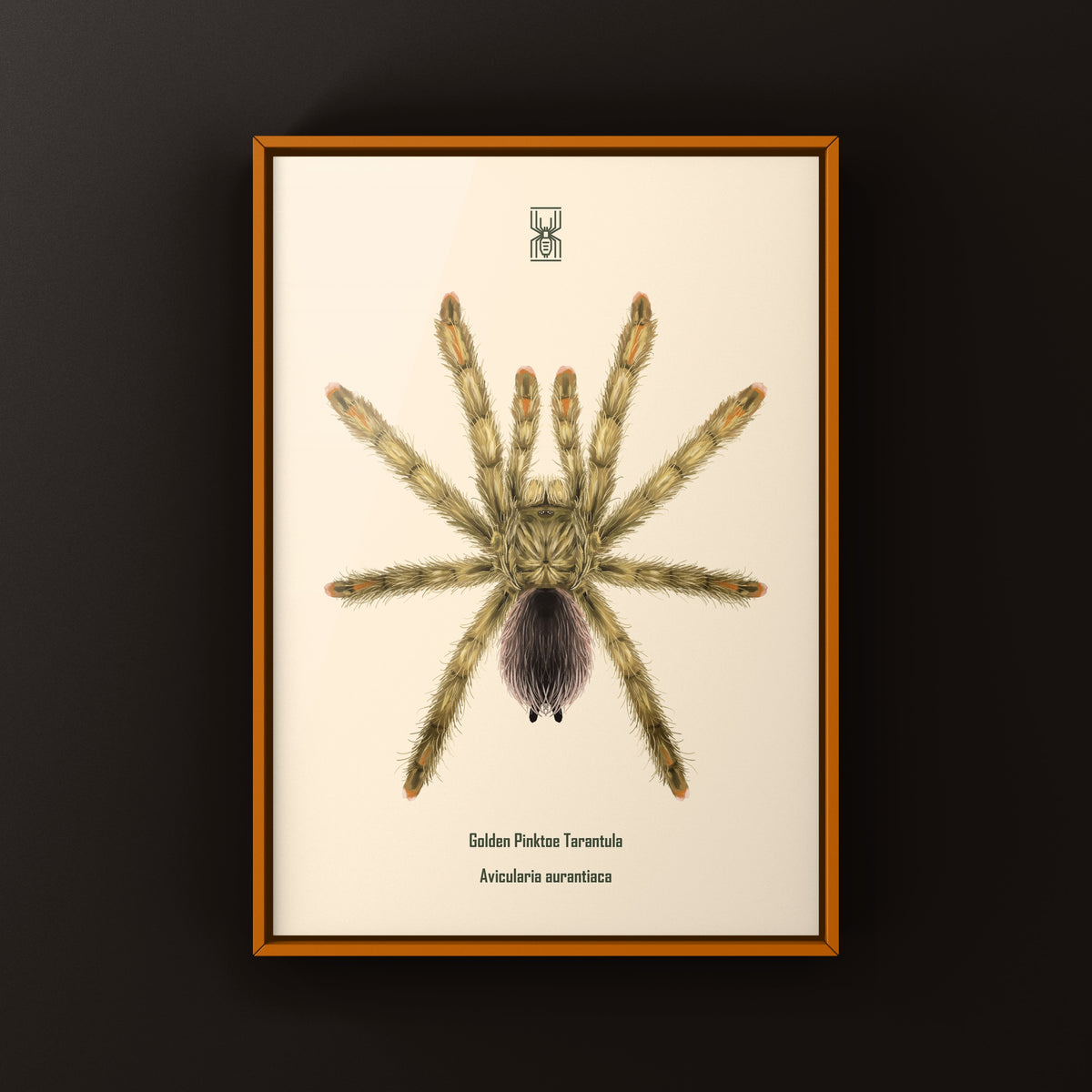 Golden Pinktoe Tarantula Art Print (Avicularia aurantiaca) from The Silk Ranch