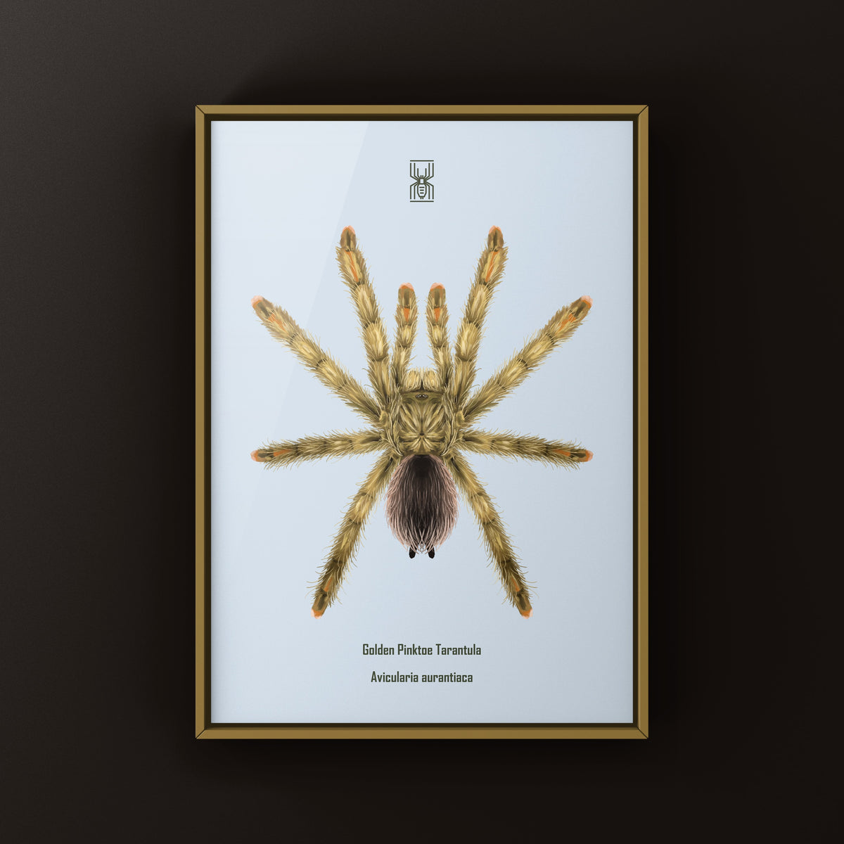 Golden Pinktoe Tarantula Art Print (Avicularia aurantiaca) from The Silk Ranch