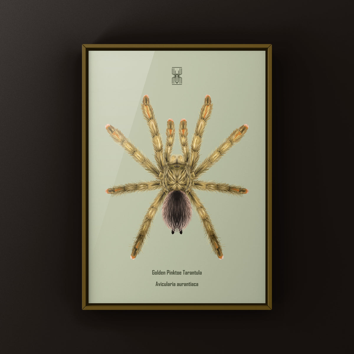Golden Pinktoe Tarantula Art Print (Avicularia aurantiaca) from The Silk Ranch