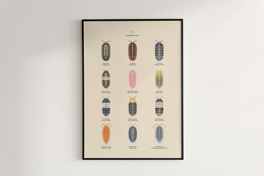 Colorful Isopod Series 1 art poster by The Silk Ranch featuring detailed illustrations of various isopods on a neutral background.