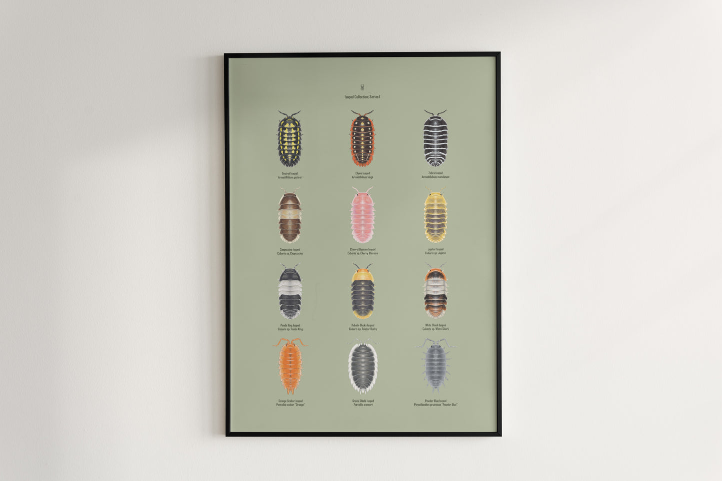 Isopod Series 1 Poster from The Silk Ranch