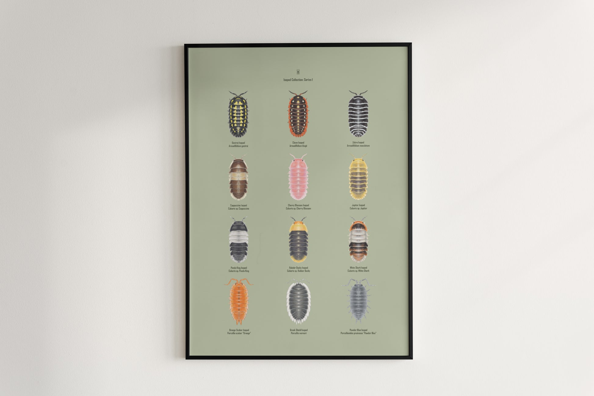 Isopod Series 1 Poster from The Silk Ranch
