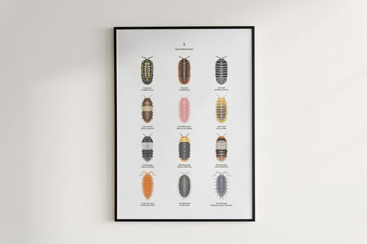 Isopod Series 1 Poster from The Silk Ranch