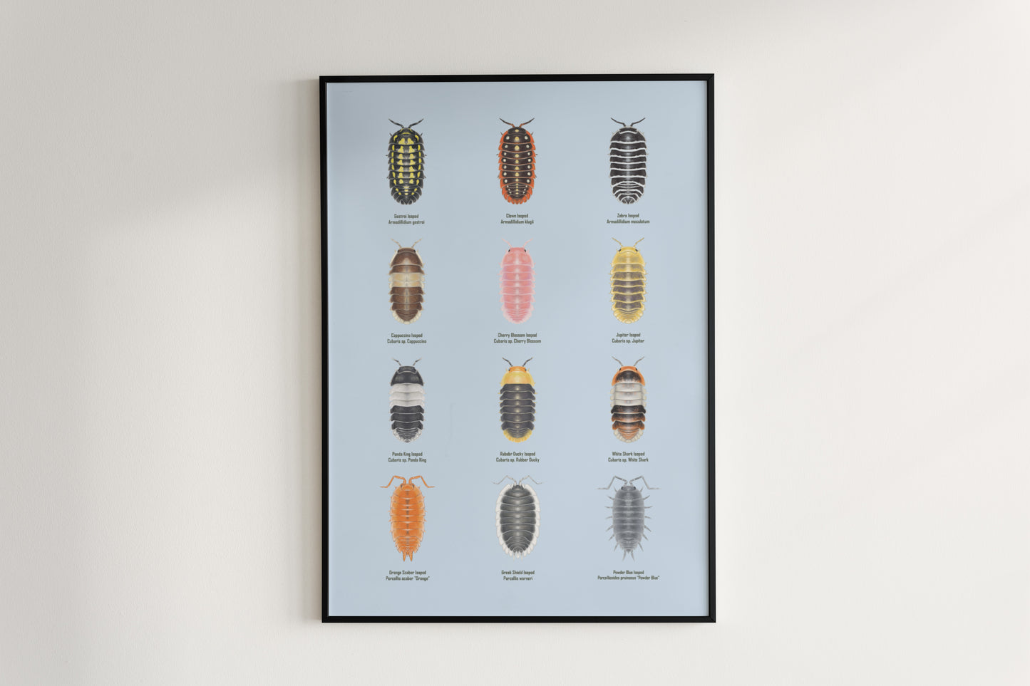 Isopod Series 1 Poster from The Silk Ranch