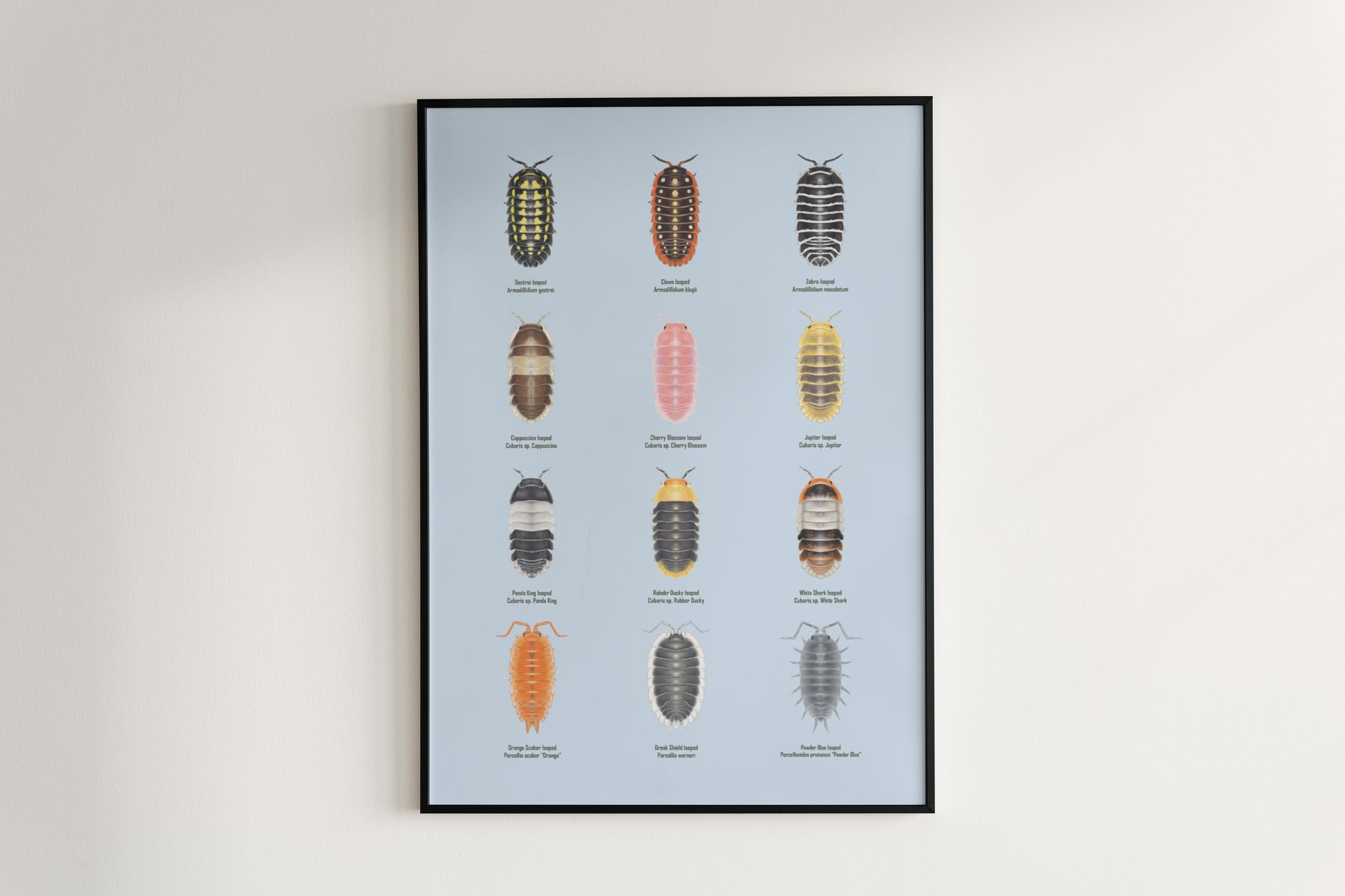 Isopod Series 1 Poster from The Silk Ranch