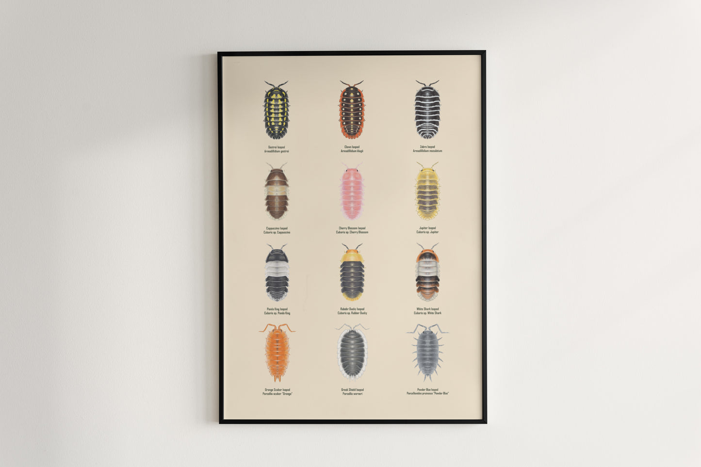 Isopod Series 1 Poster from The Silk Ranch