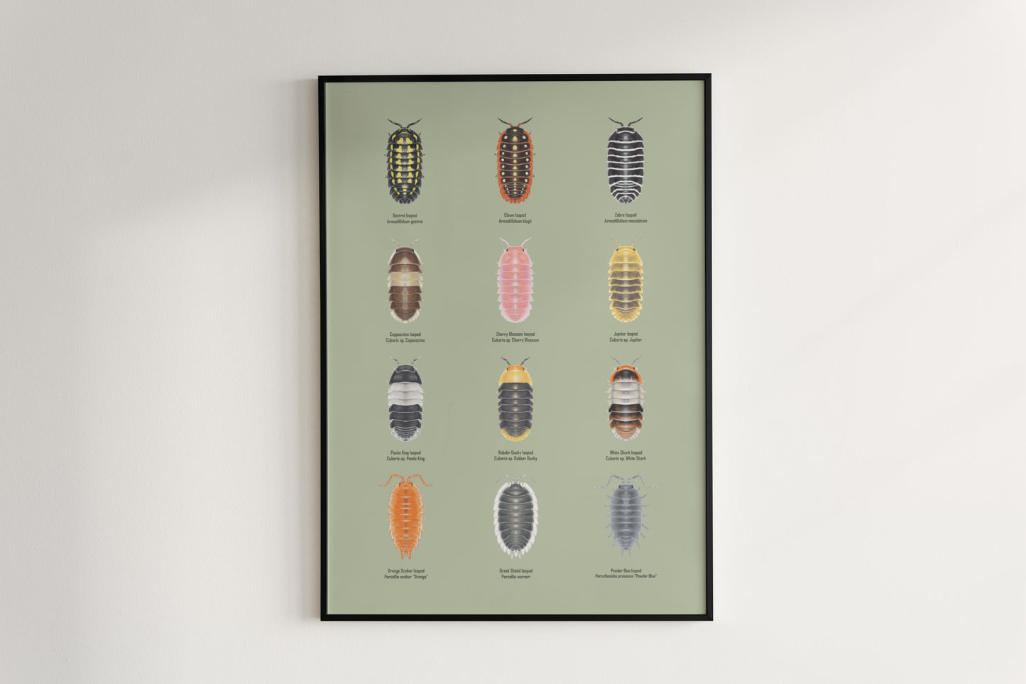 Isopod Series 1 Poster from The Silk Ranch