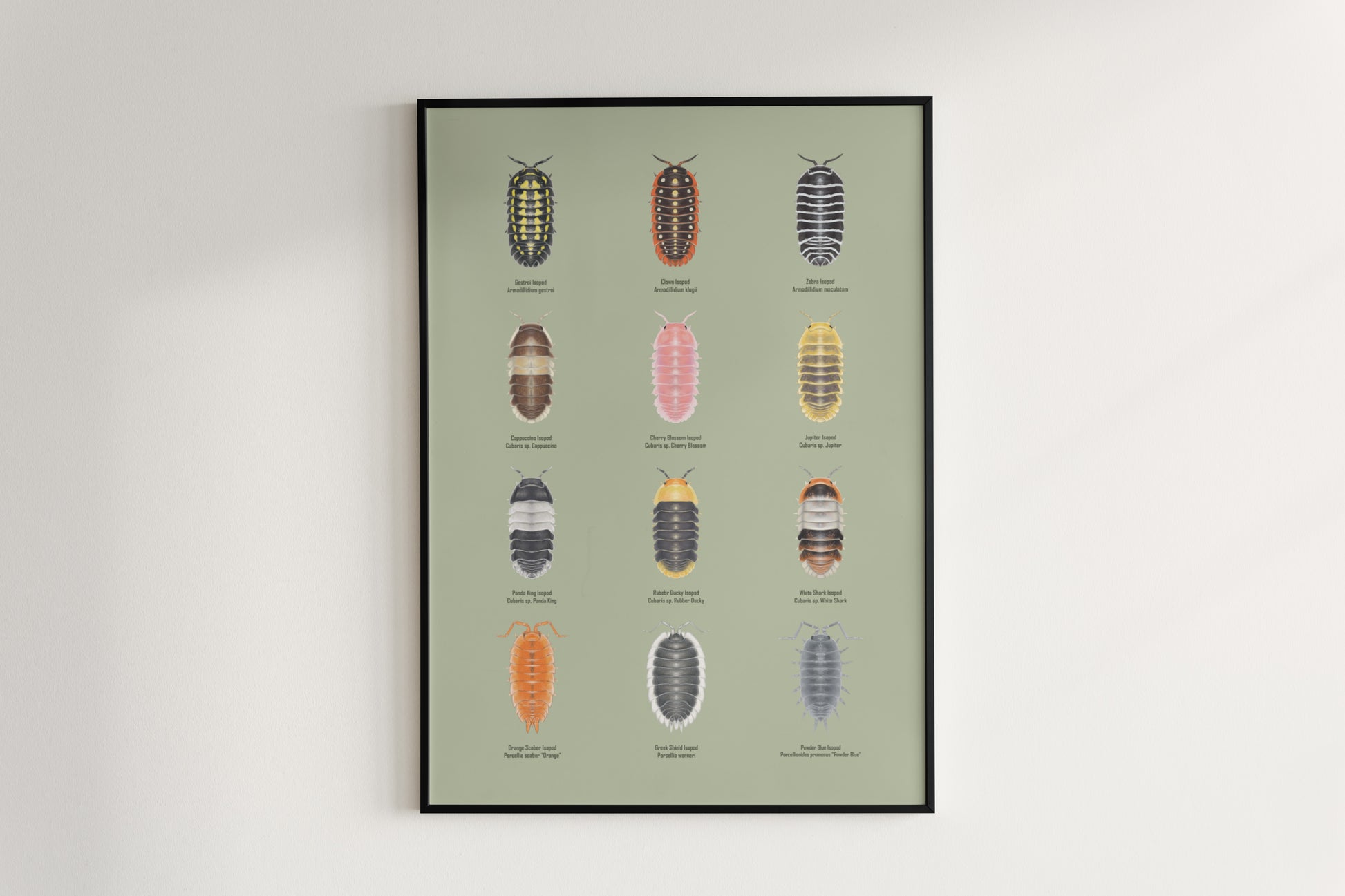 Isopod Series 1 Poster from The Silk Ranch
