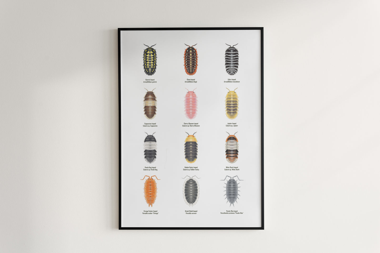 Isopod Series 1 Poster from The Silk Ranch