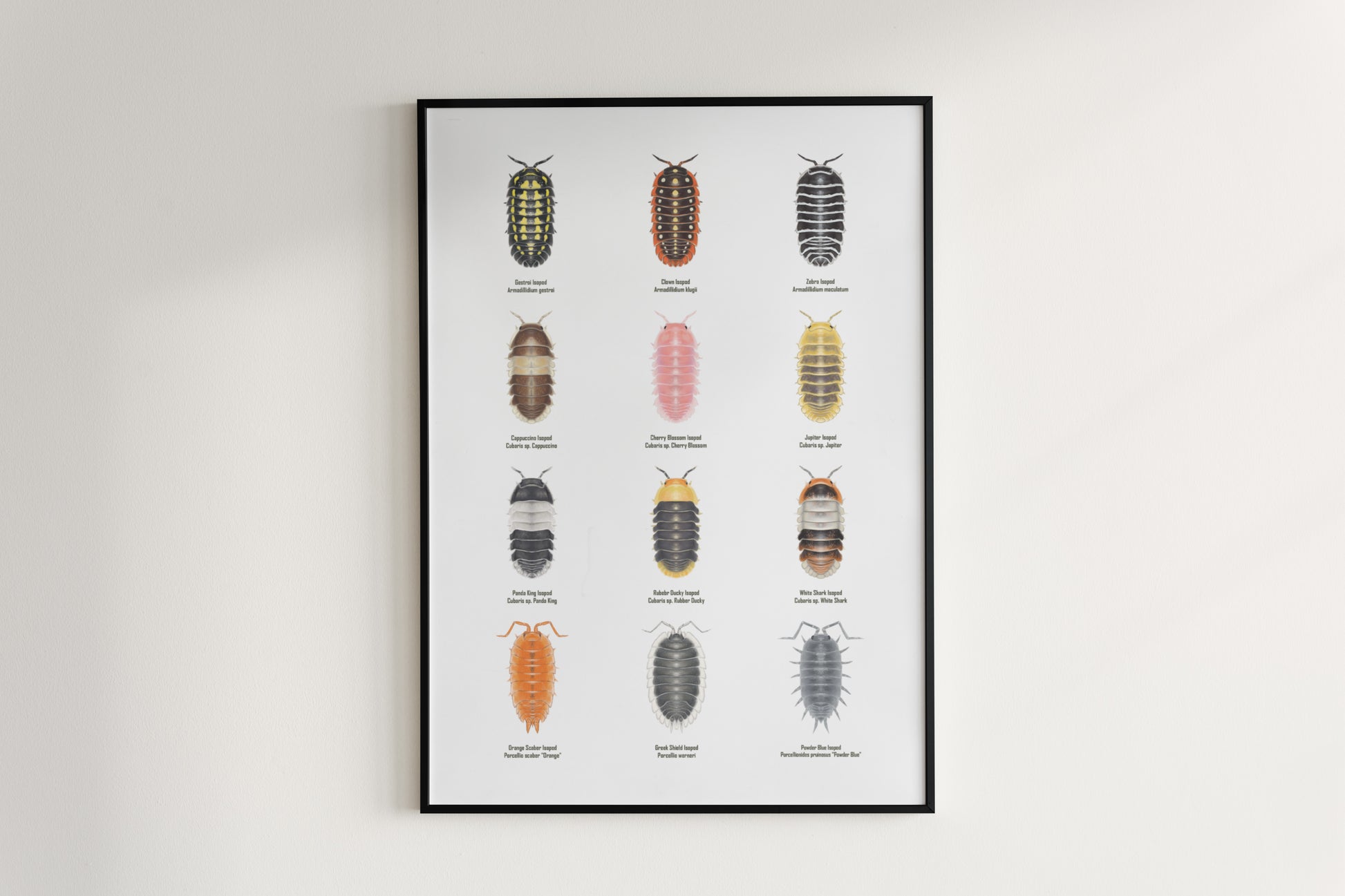 Isopod Series 1 Poster from The Silk Ranch