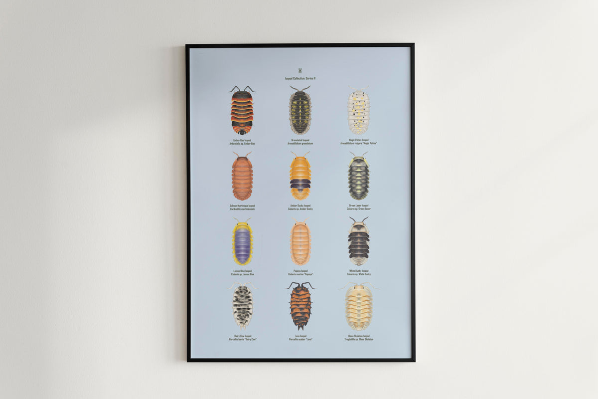 Isopod Series 2 Poster