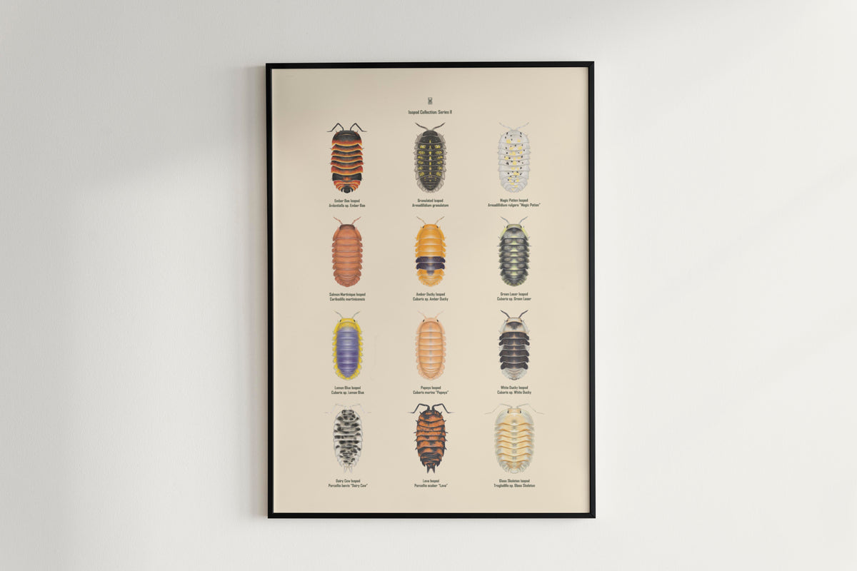 Isopod Series 2 Poster