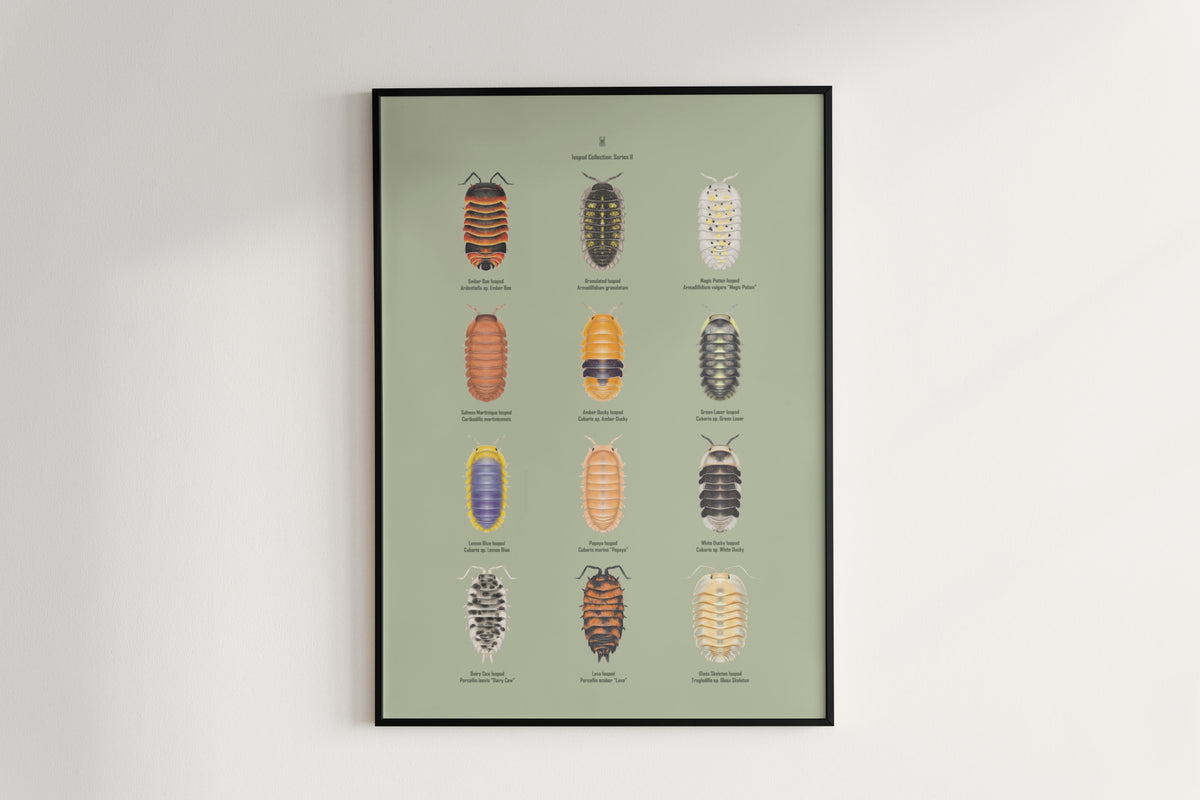 Isopod Series 2 Poster