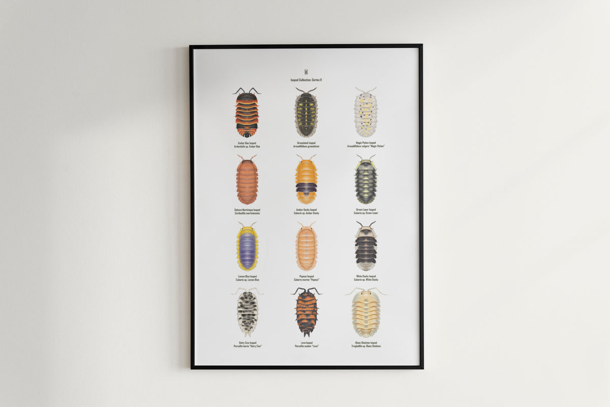 Isopod Series 2 Poster