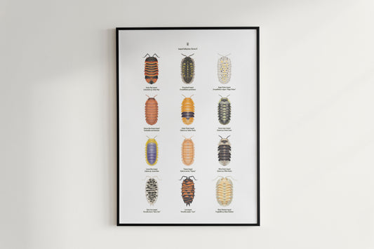 Isopod Series 2 Poster