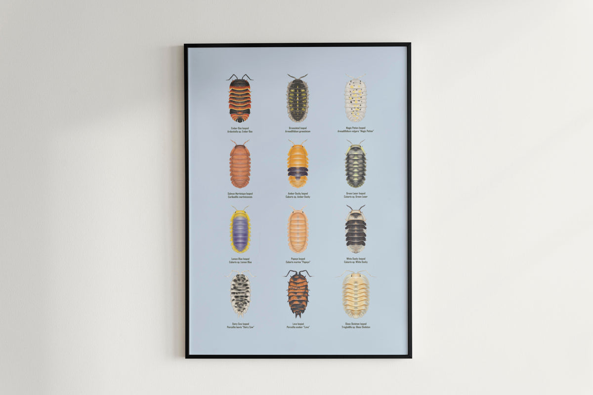 Isopod Series 2 Poster