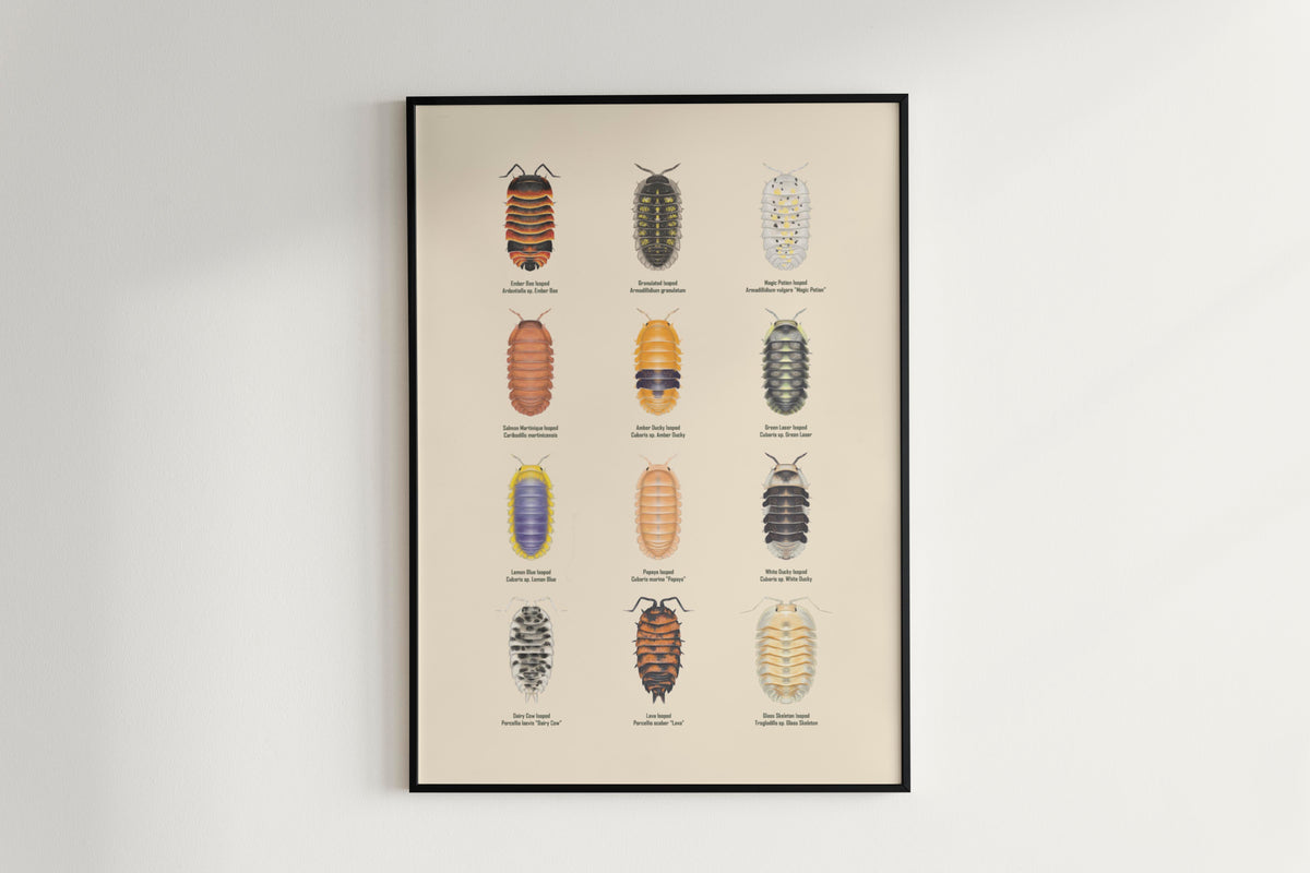 Isopod Series 2 Poster