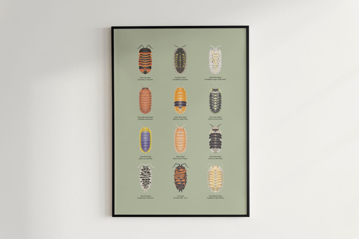 Isopod Series 2 Poster