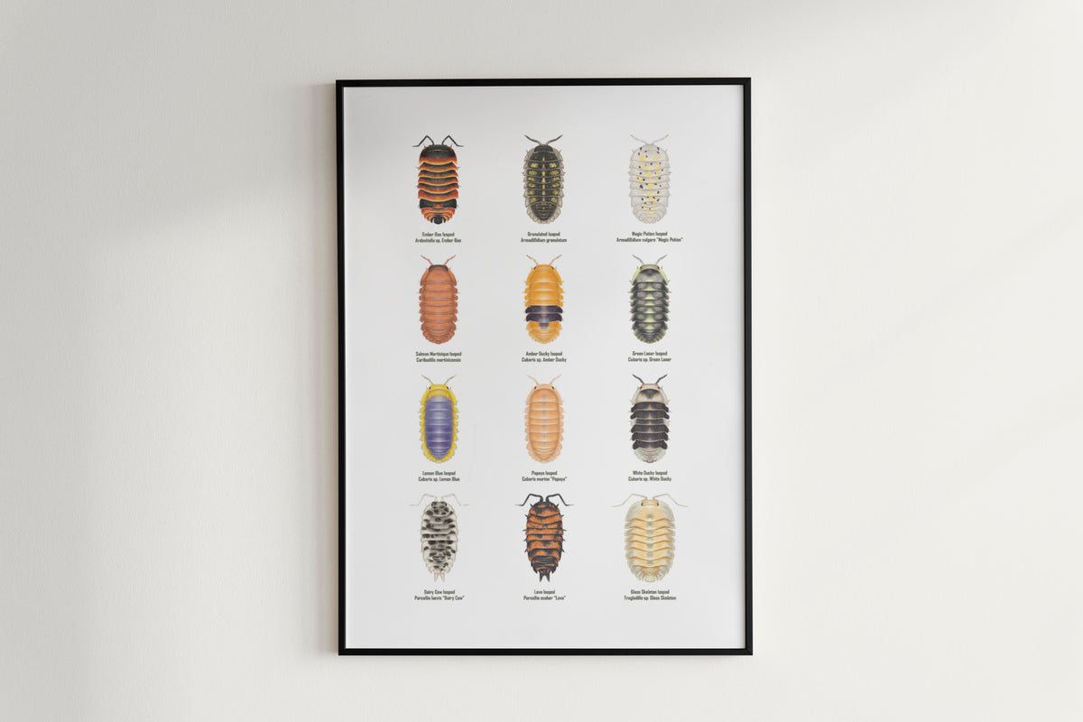 Isopod Series 2 Poster