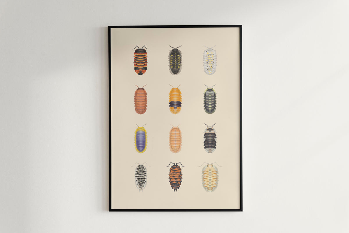 Isopod Series 2 Poster
