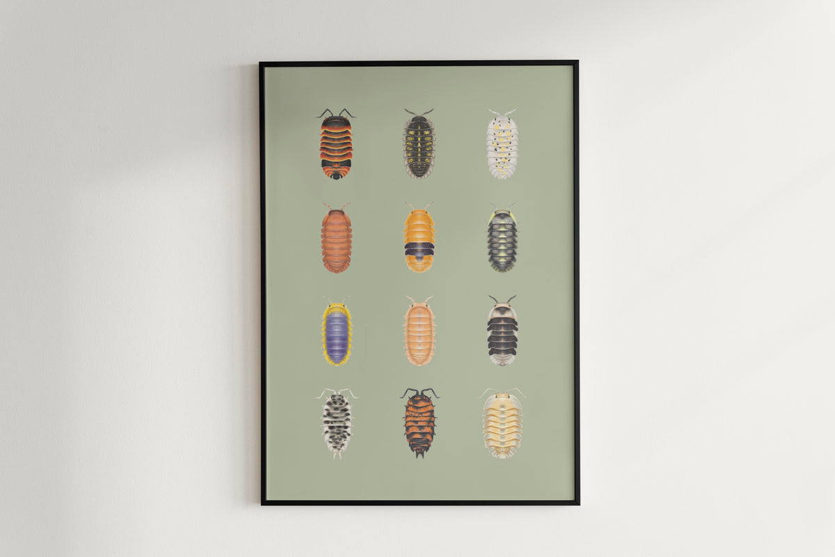 Isopod Series 2 Poster
