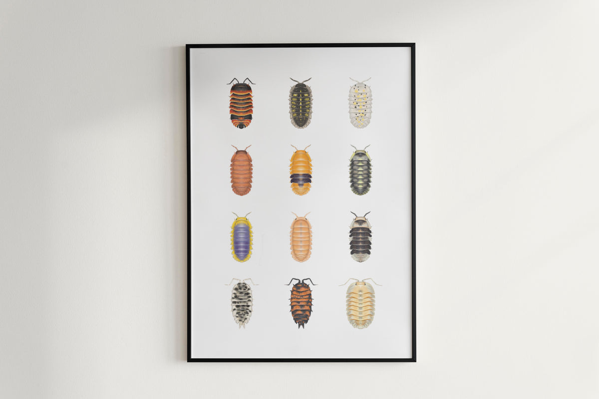 Isopod Series 2 Poster