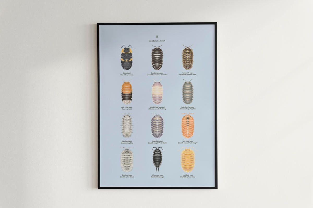 Isopod Series 3 Poster