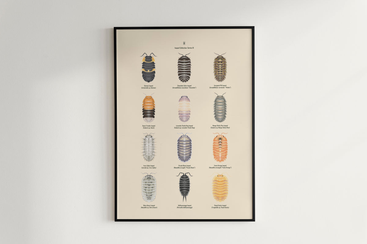 Isopod Series 3 Poster