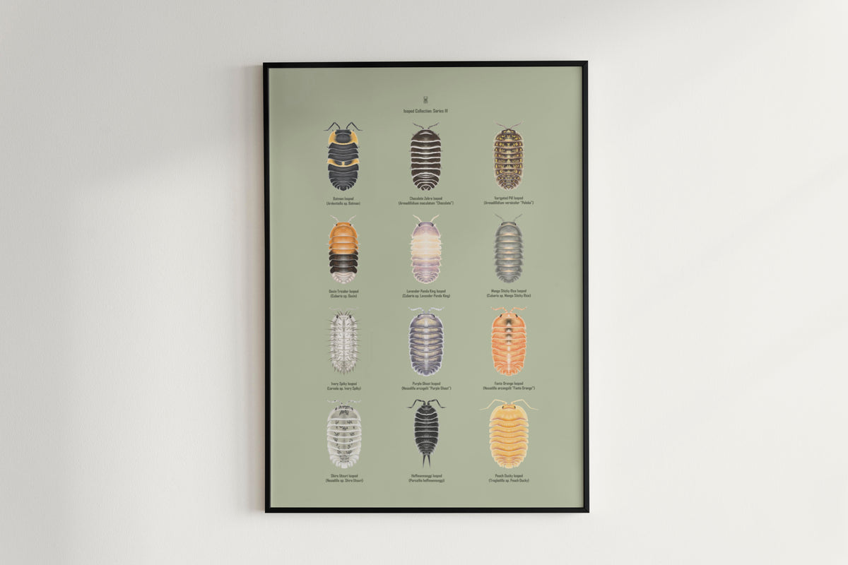 Isopod Series 3 Poster