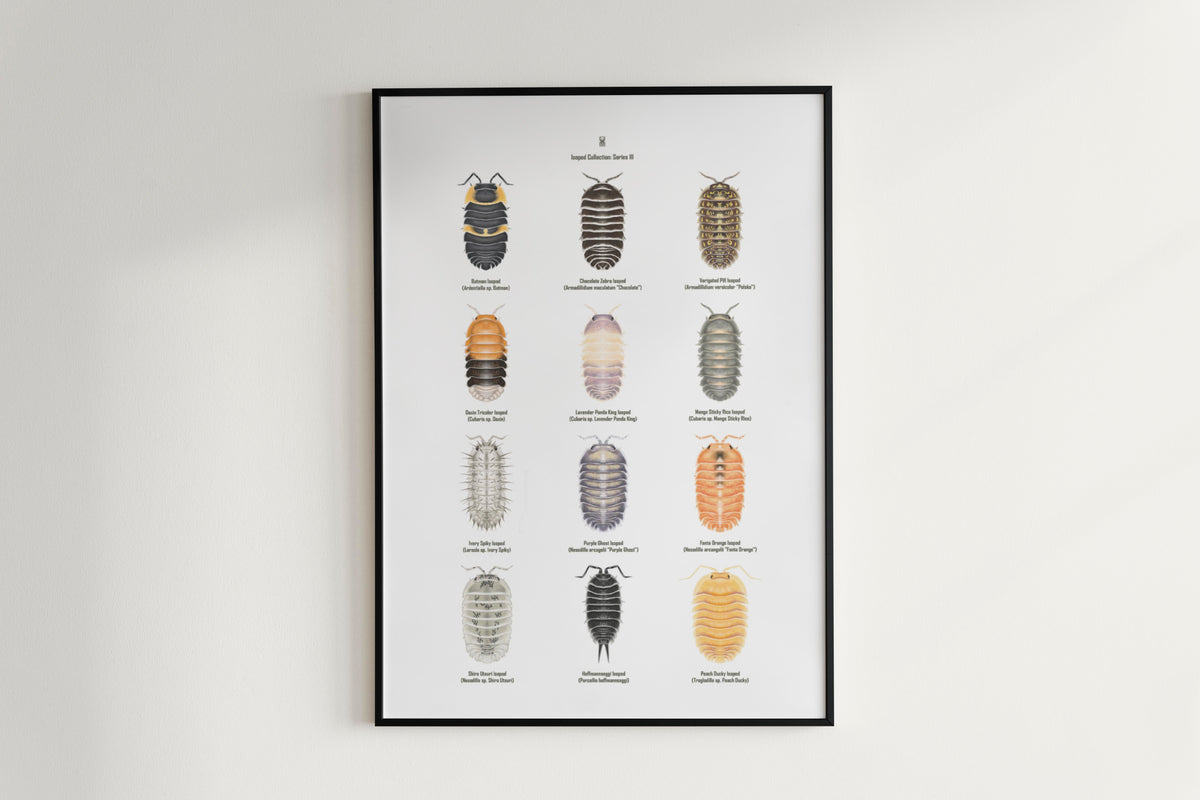 Isopod Series 3 Poster