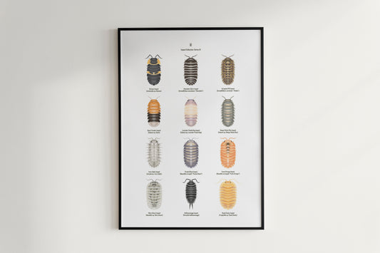 Isopod Series 3 Poster