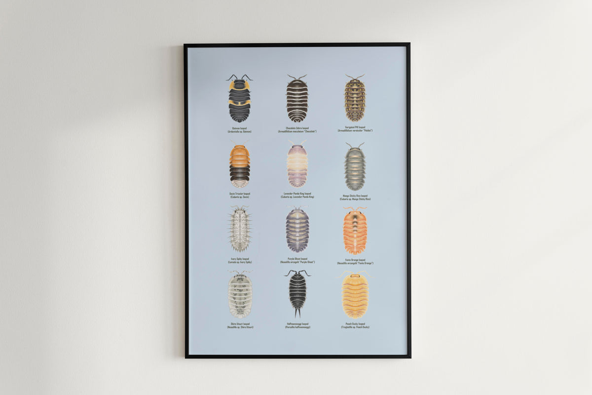 Isopod Series 3 Poster