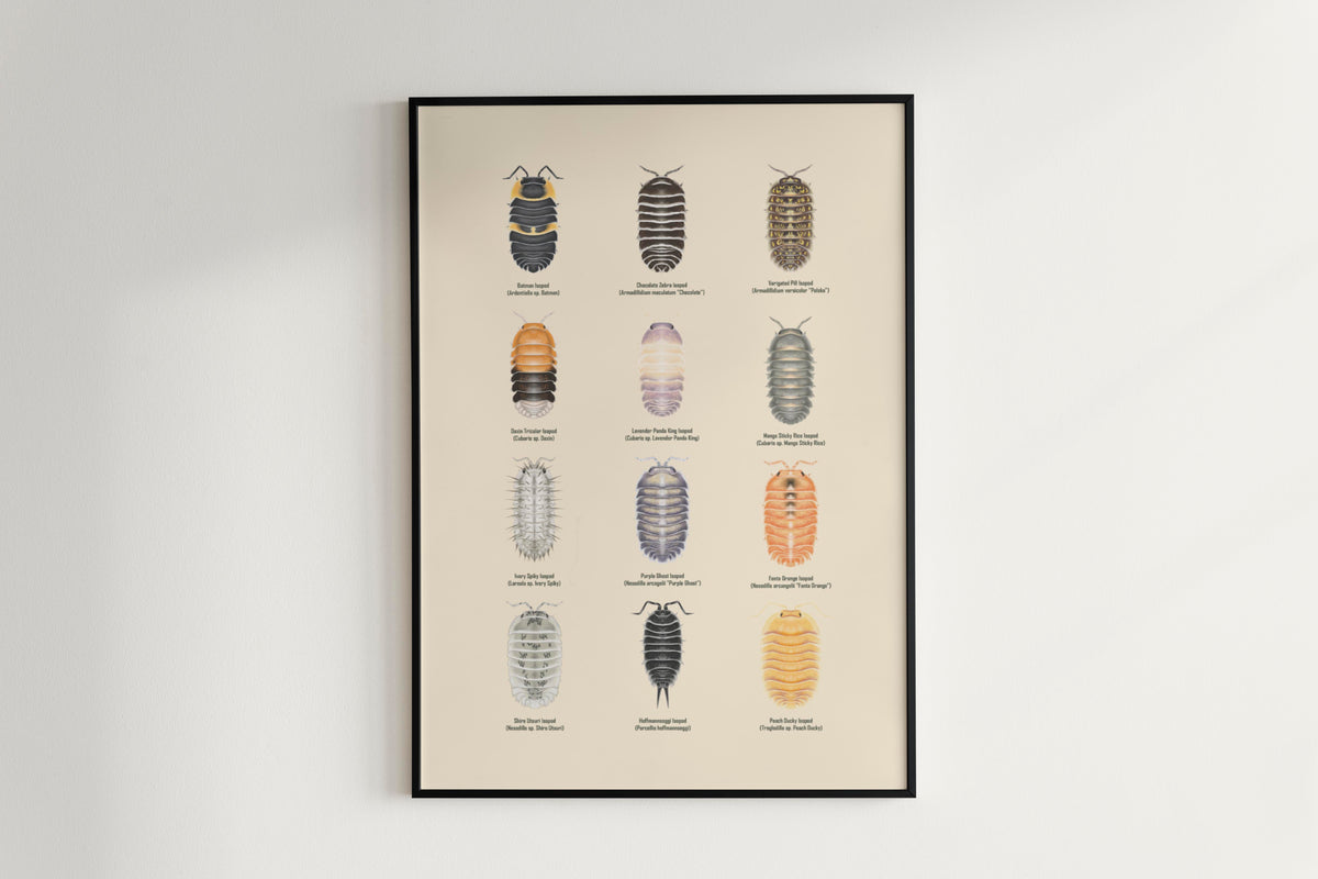 Isopod Series 3 Poster