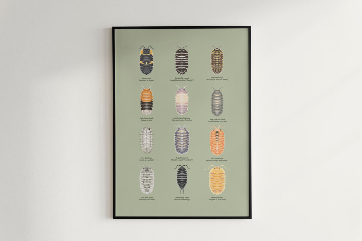 Isopod Series 3 Poster