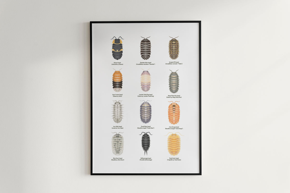 Isopod Series 3 Poster