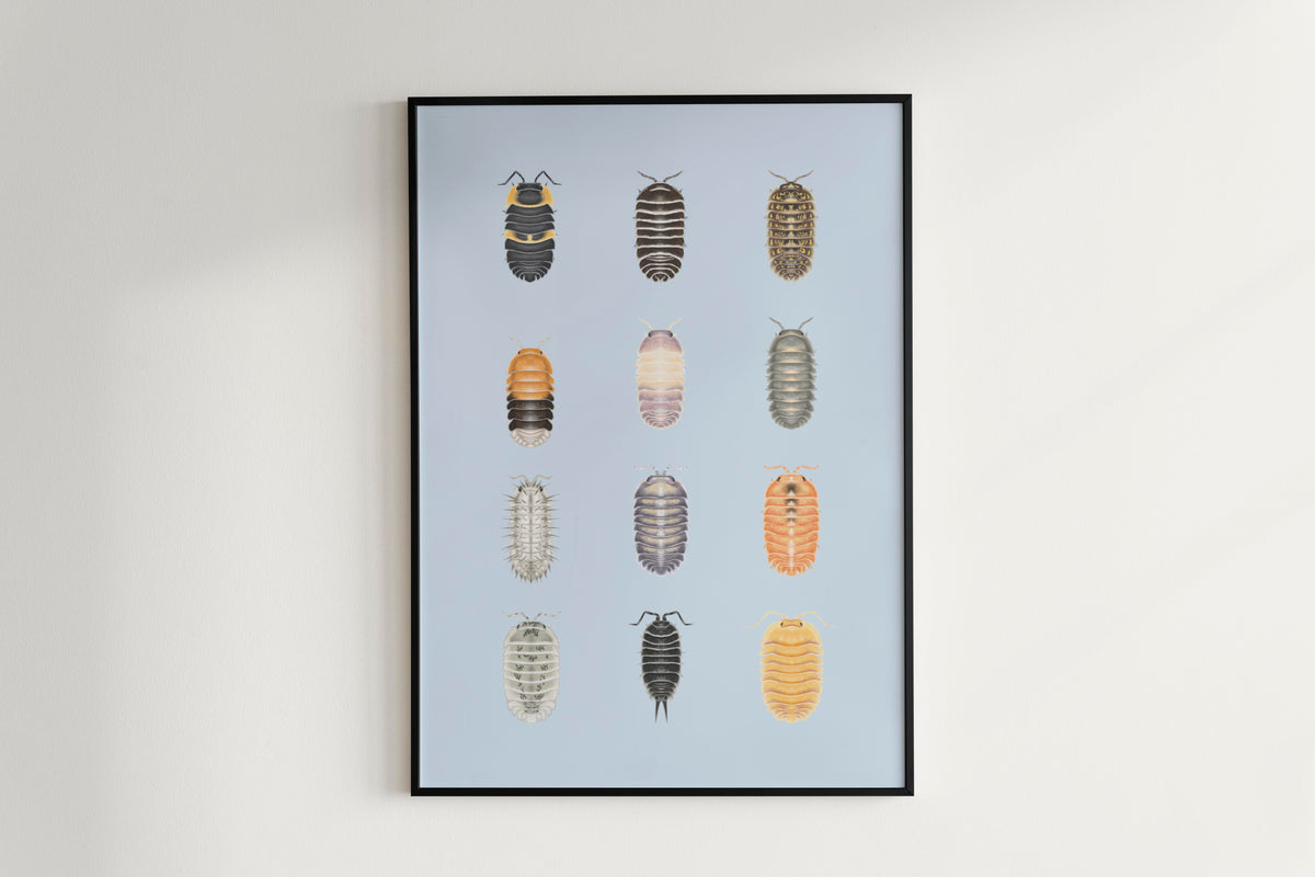 Isopod Series 3 Poster