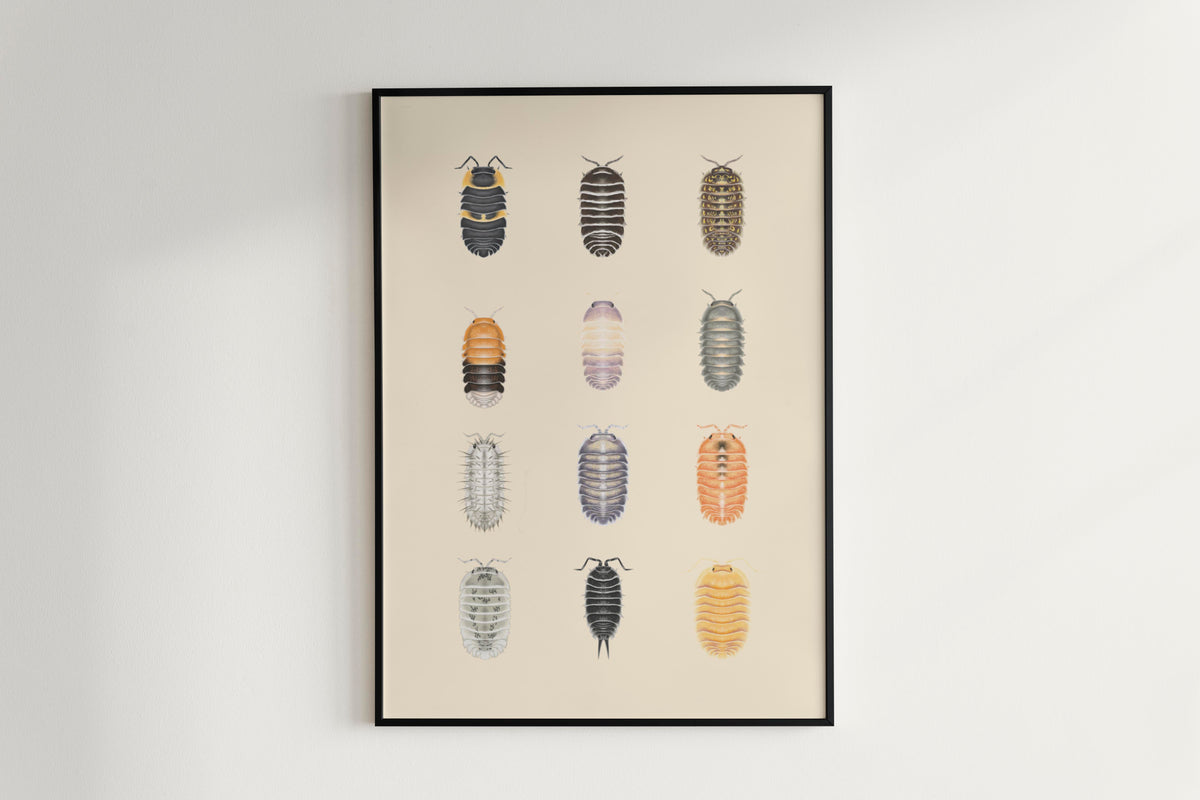 Isopod Series 3 Poster