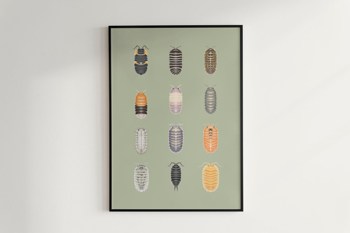 Isopod Series 3 Poster