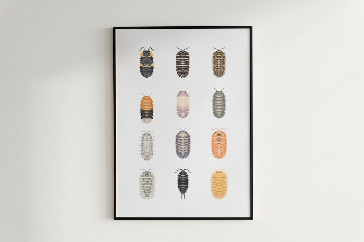 Isopod Series 3 Poster