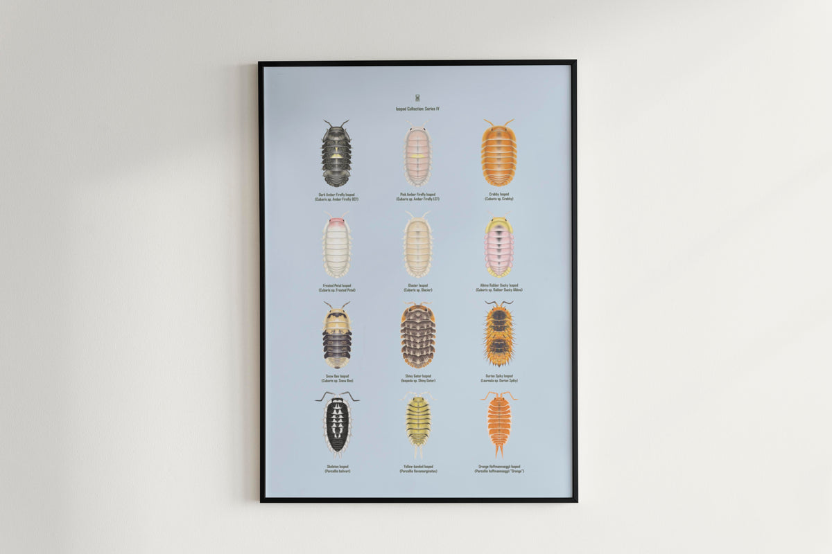 Isopod Series 4 Poster