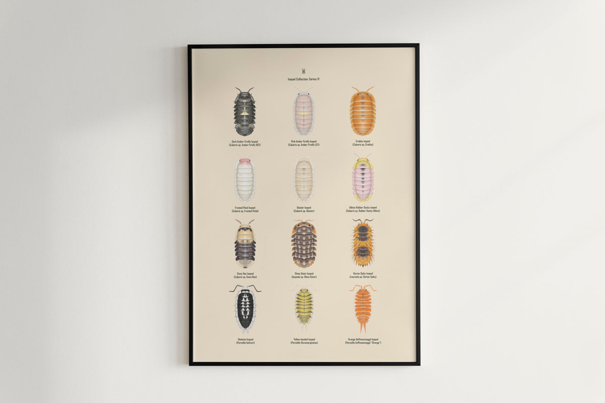 Isopod Series 4 Poster