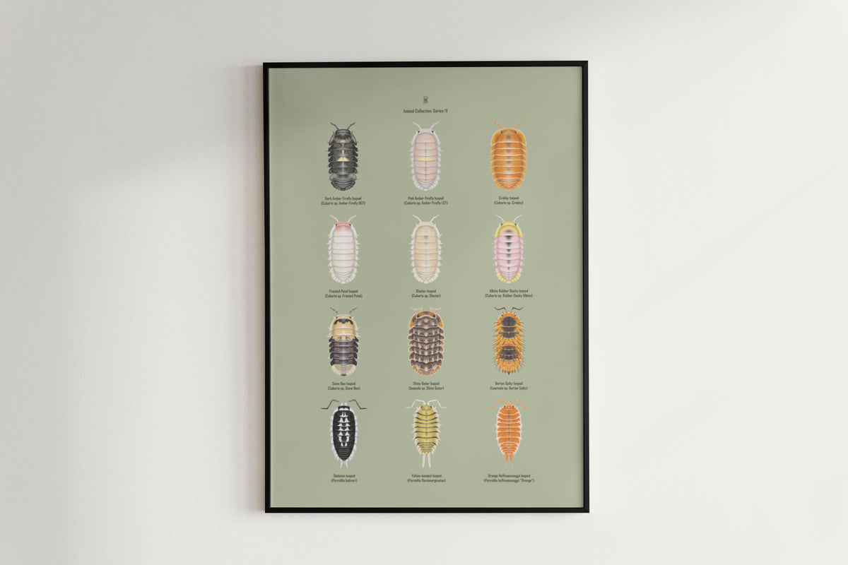Isopod Series 4 Poster