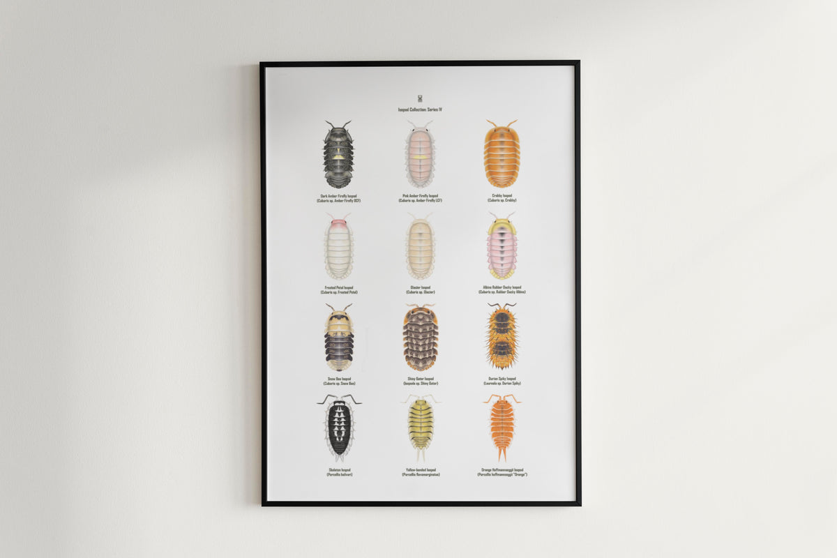 Isopod Series 4 Poster